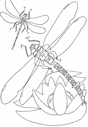 Dragonfly Above The Flower Coloring Page